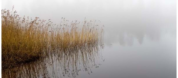 Waterafbeelding met riet.jpg